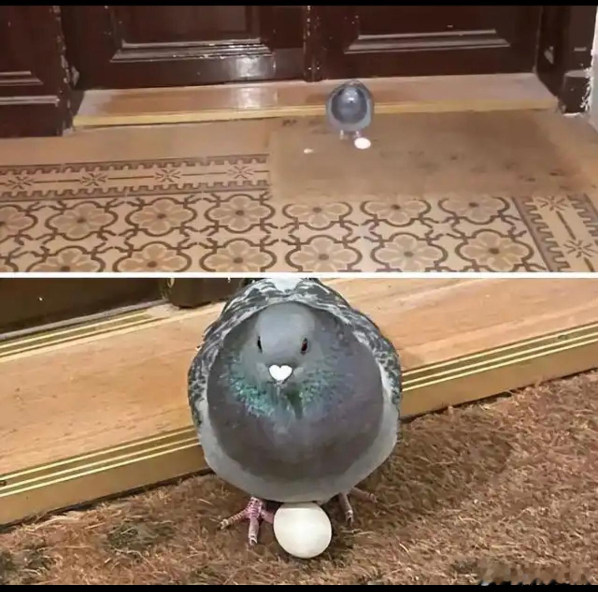 随地大小蛋的咕咕 