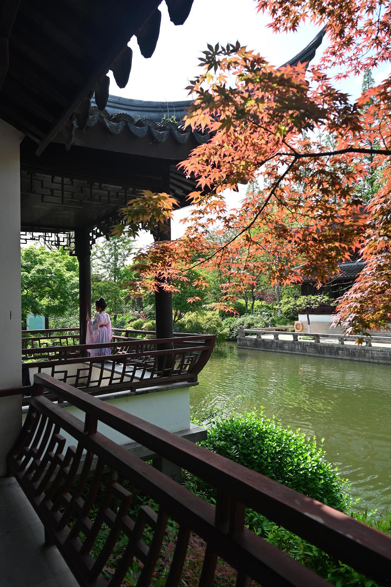 《暮春之忆•古藤公园》   No.1上海古藤公园