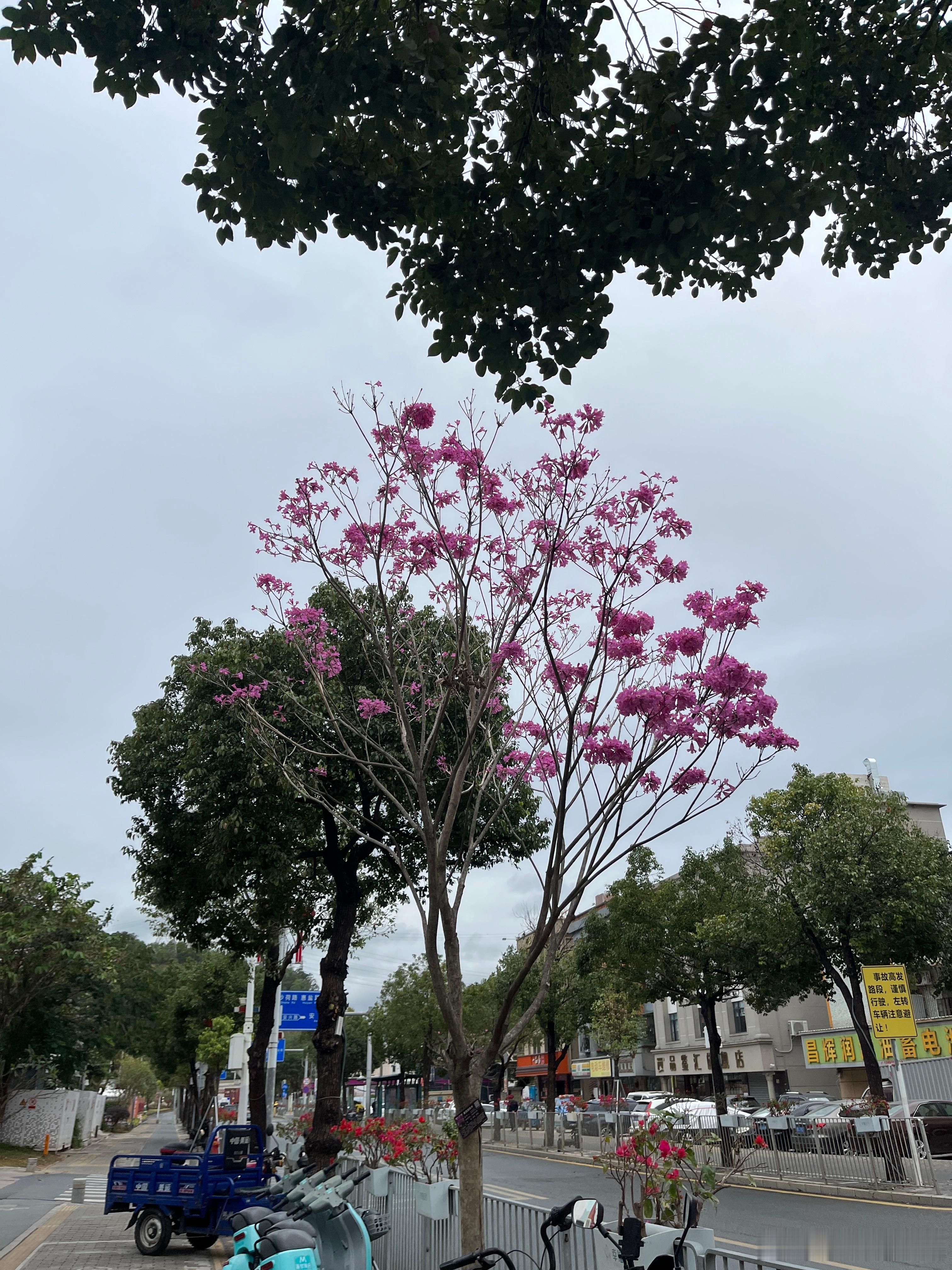 买菜回来，看到一棵树开满鲜花，真的太漂亮了，在广东，冬天的花不会凋谢，只会绽放。
