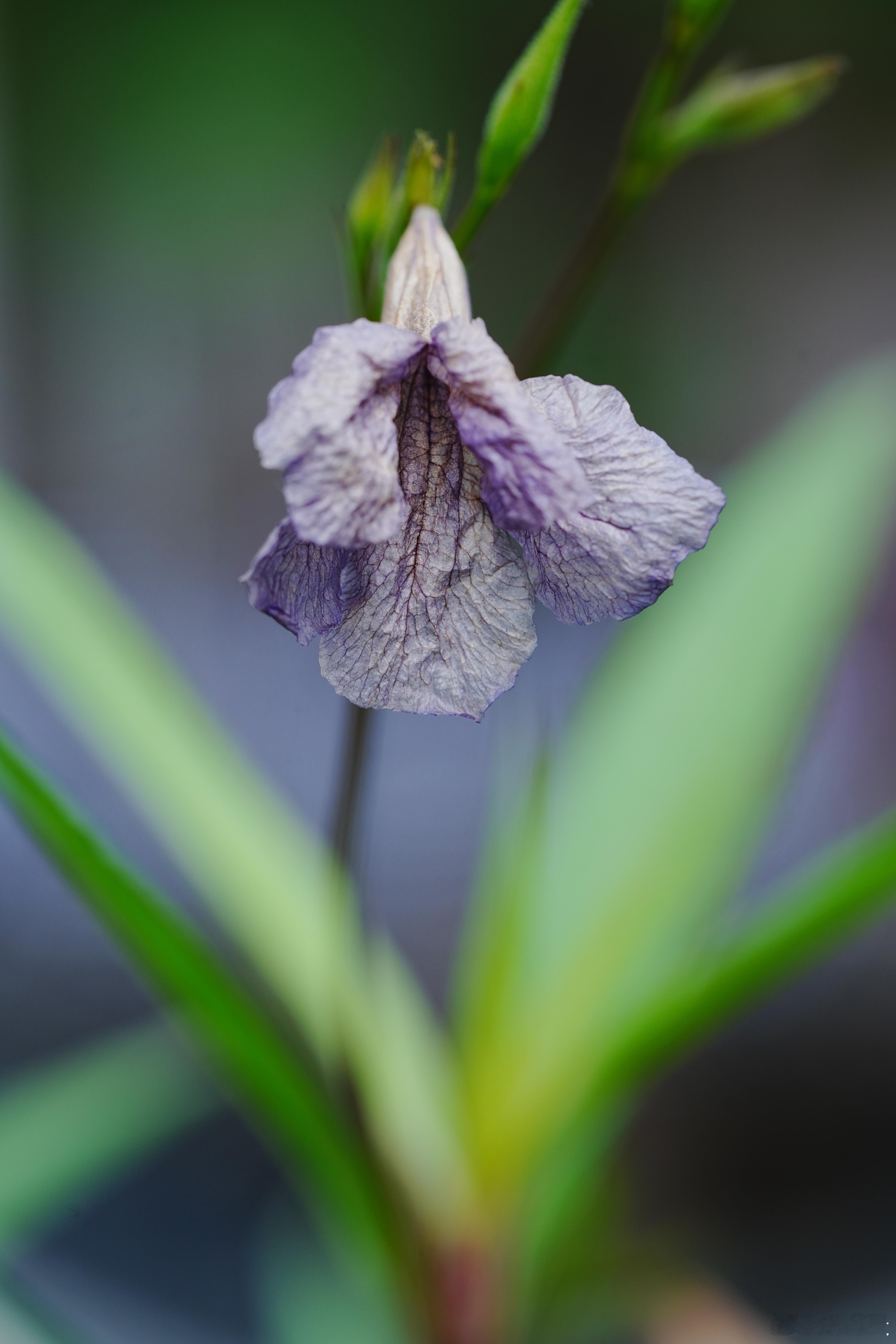 秋风萧瑟天气凉，草木摇落露为霜。蜗的摄影日记秋天 ​​​