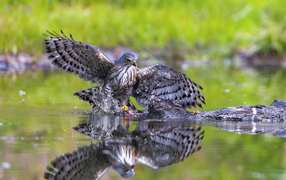 2026我的动物朋友 凤头鹰临水振翅，羽纹如墨画，水花飞溅间爪擒猎物，倒影成双，