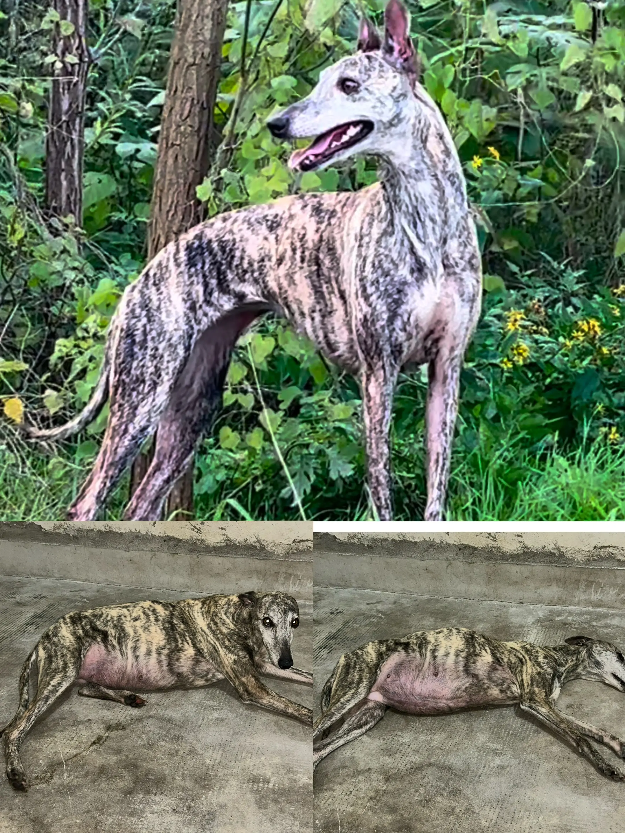 西班牙小猎犬  搭配   高智商实战二特 擦出怎么 样的火花