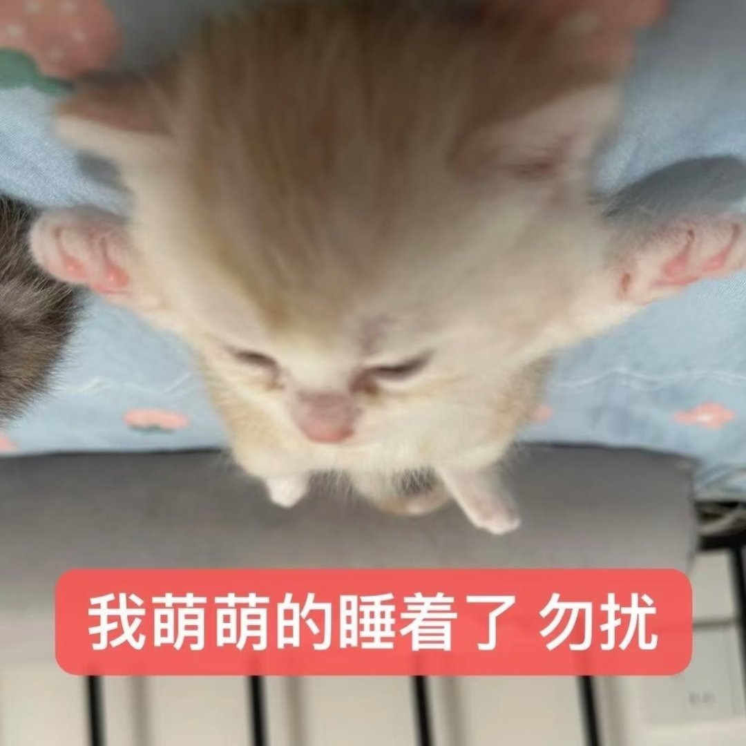 睡吧睡吧～我亲爱的米米～白天见！今天依旧要早起 