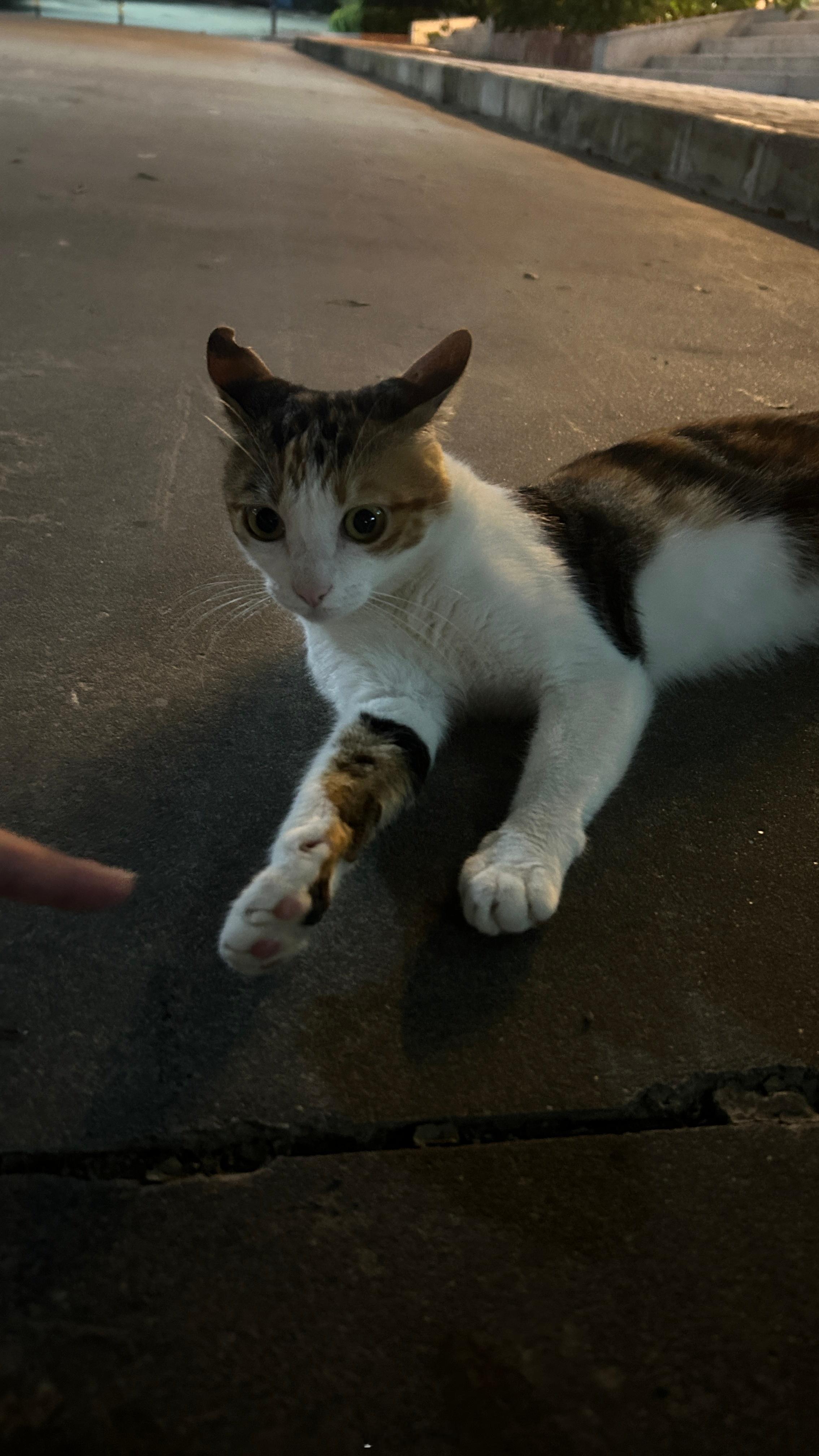 我给猫儿拍了个九宫格 