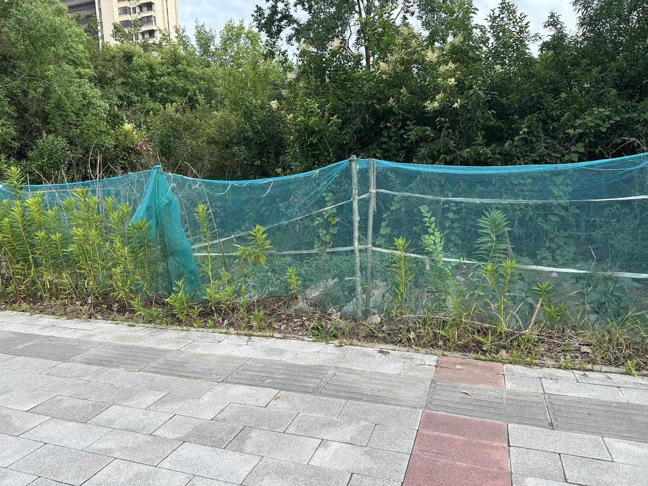 下班路过一段路发现里面居然被人围起来了，好奇心驱使停下仔细看了一下，原来里面是种