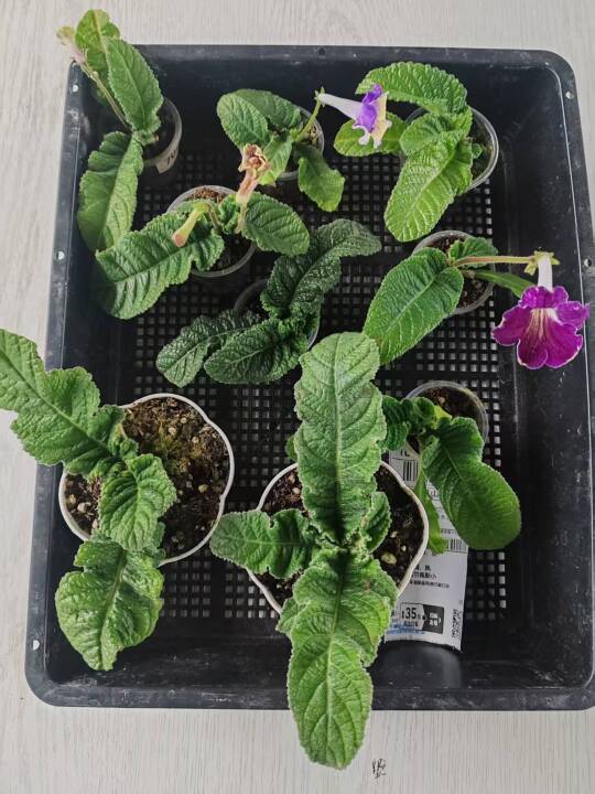 🌟堇兰小苗100+品种挑花眼！