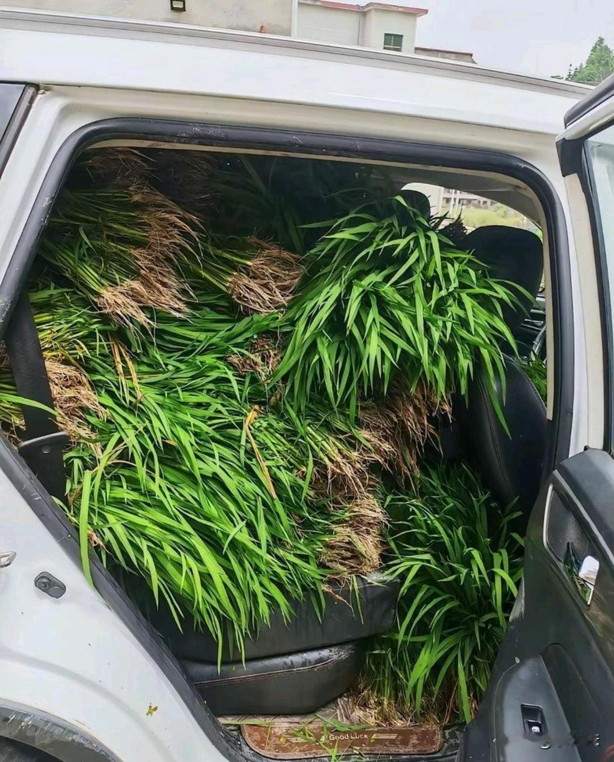 不管是啥车，回村都要被用来拉庄稼