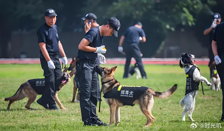 全网“最幸福”专业找到了全网“最幸福”专业找到了——警犬技术专业。别人大二分专业
