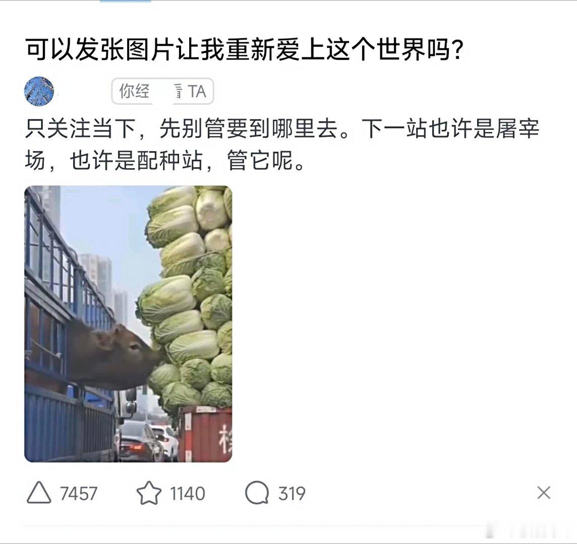 这样图片我想说的是:猪也会偷吃