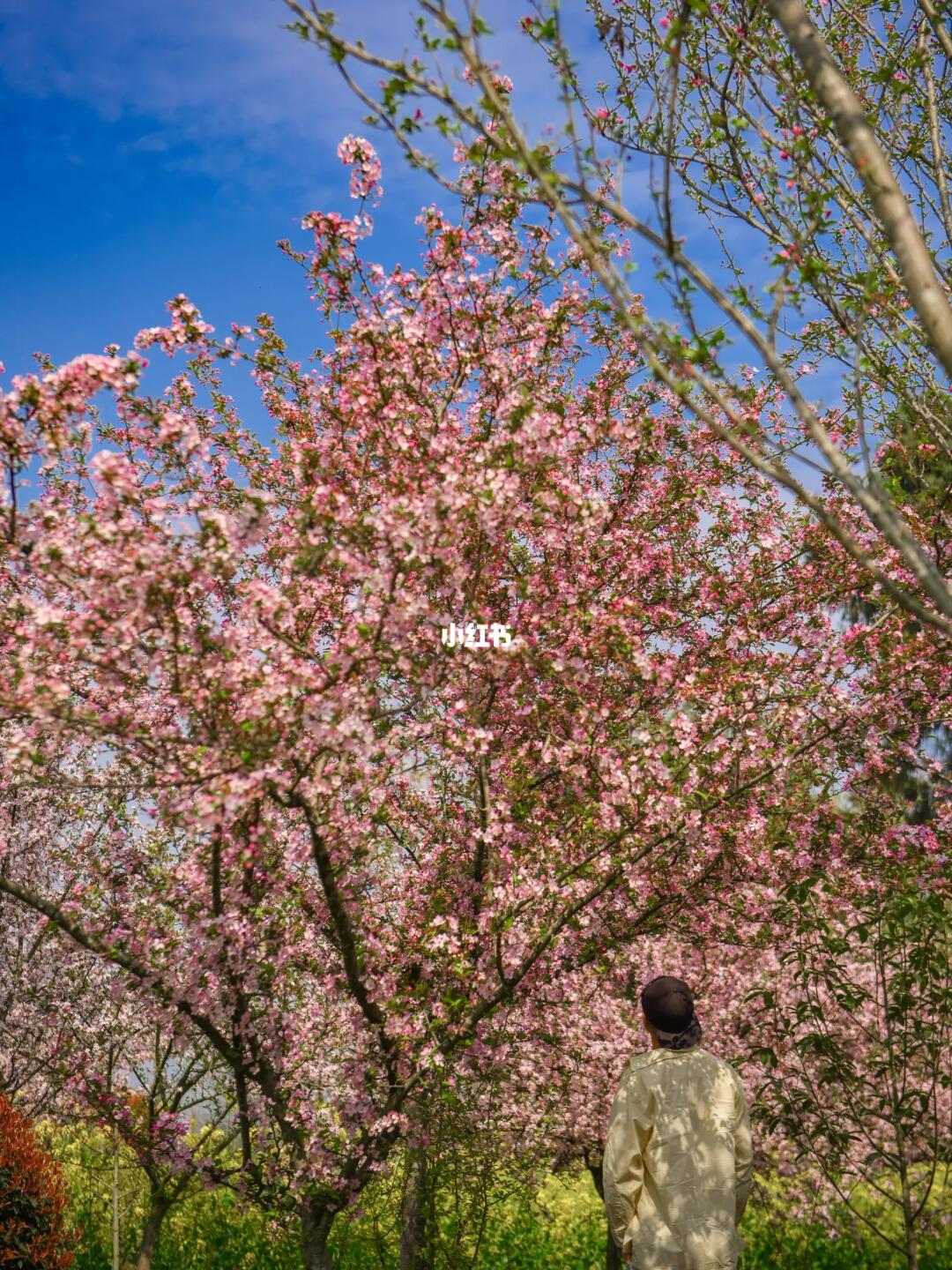 无人知晓的成都万棵垂丝海棠林，花正盛！