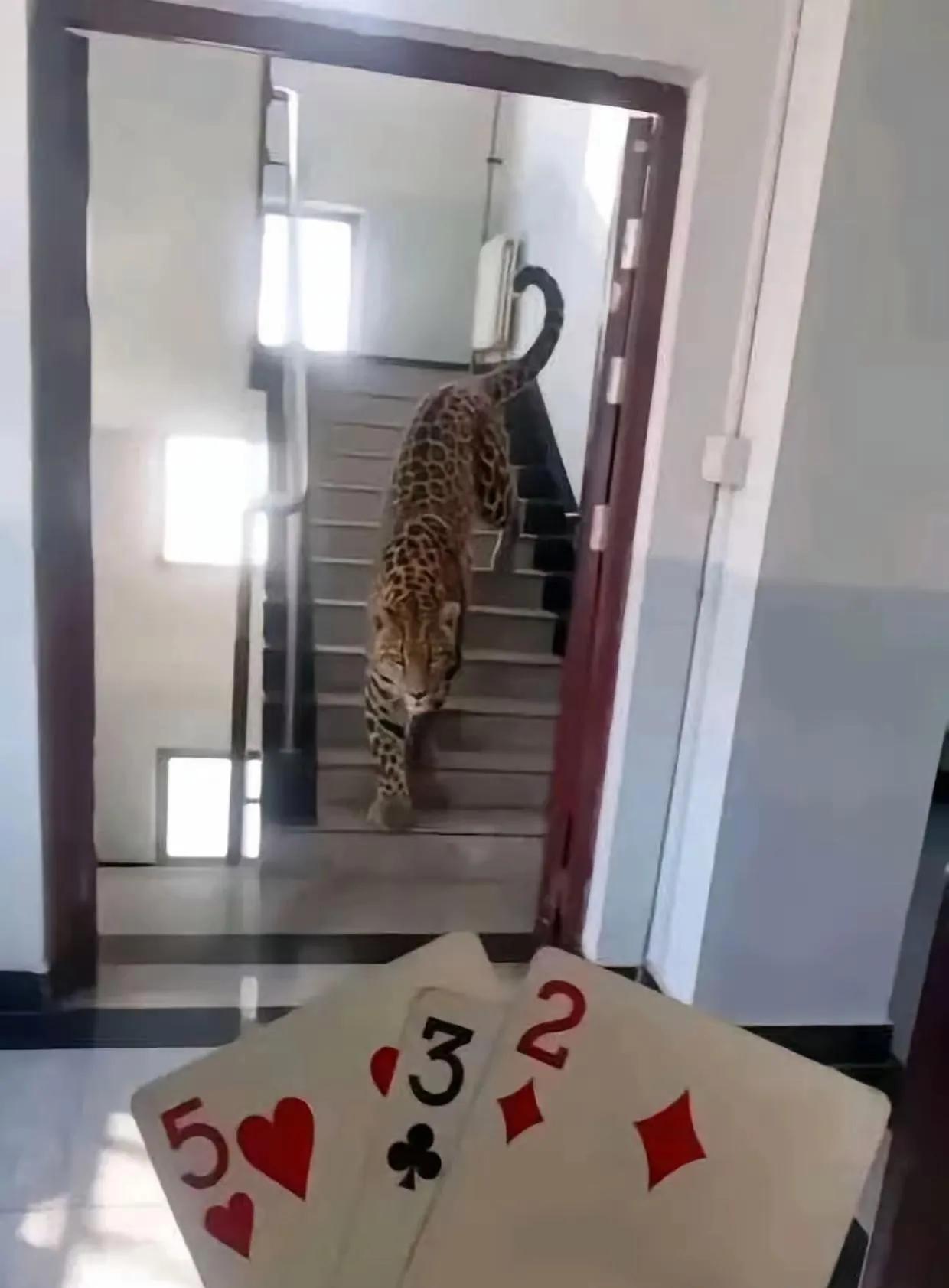 打它用235可以吧！
