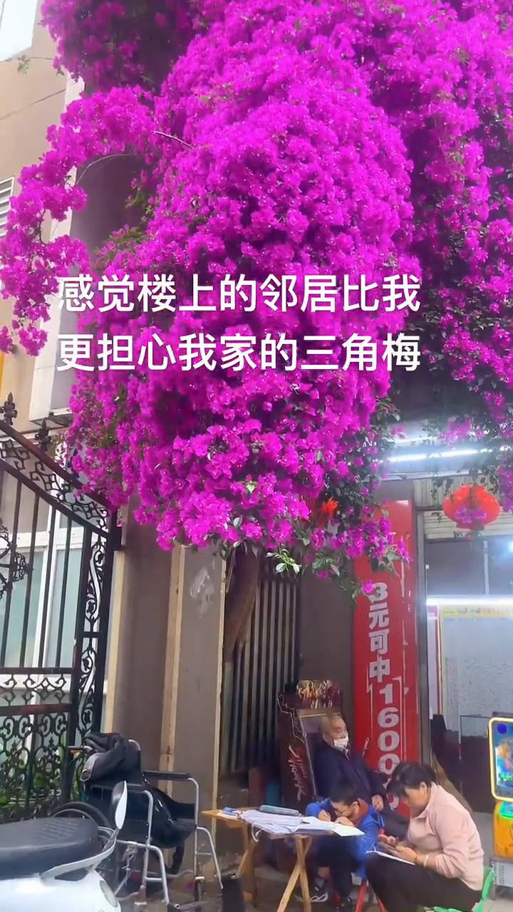 感觉楼上的邻居比我更担心我家的三角梅。
