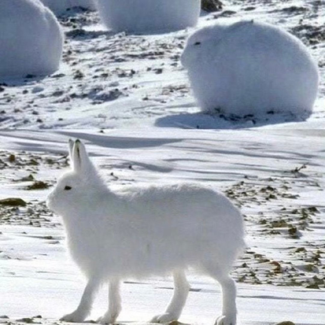 #虞书欣雪地北极兔#虞书欣到了雪地变身北极兔兔[可怜] ​​​