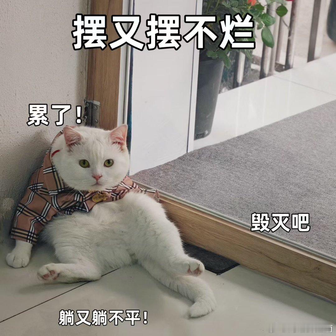 江南天天拍 一只可爱摆烂、躺乎的萌猫🐱猫咪摄影用眼睛寻找美丽猫咪摄影