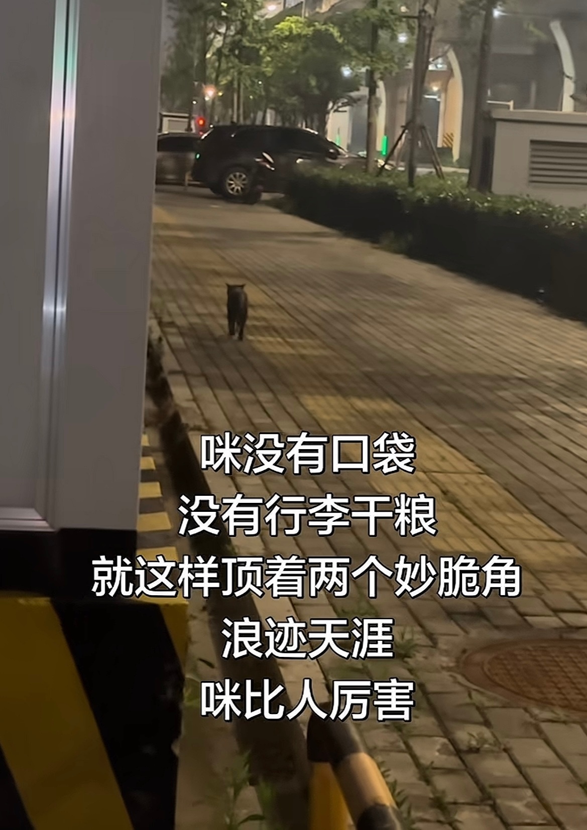 小猫小猫，你是怎么拥有独自一只咪在世间随意行走的从容与勇气🥹 