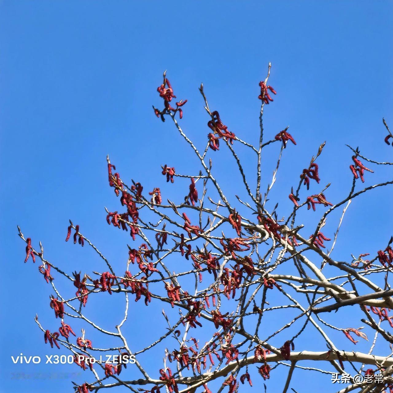 春天很少有人晒杨树的花朵，下图是随手拍的杨树花。

春天最早长出来，长条状，毛茸