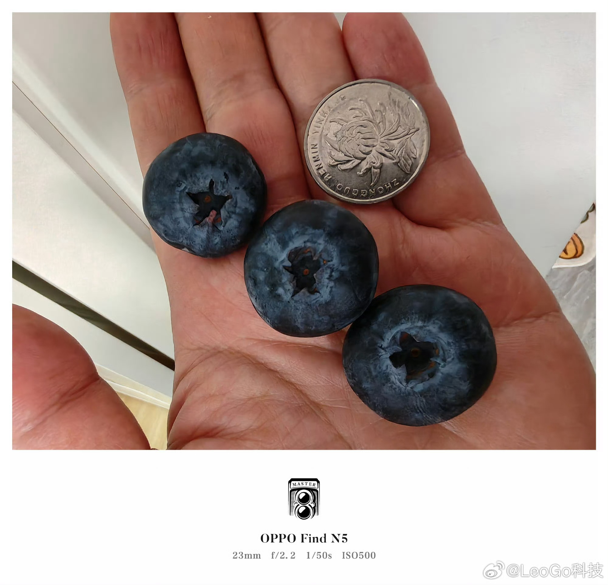 蓝莓这么大的蓝莓，你见过吗？ 