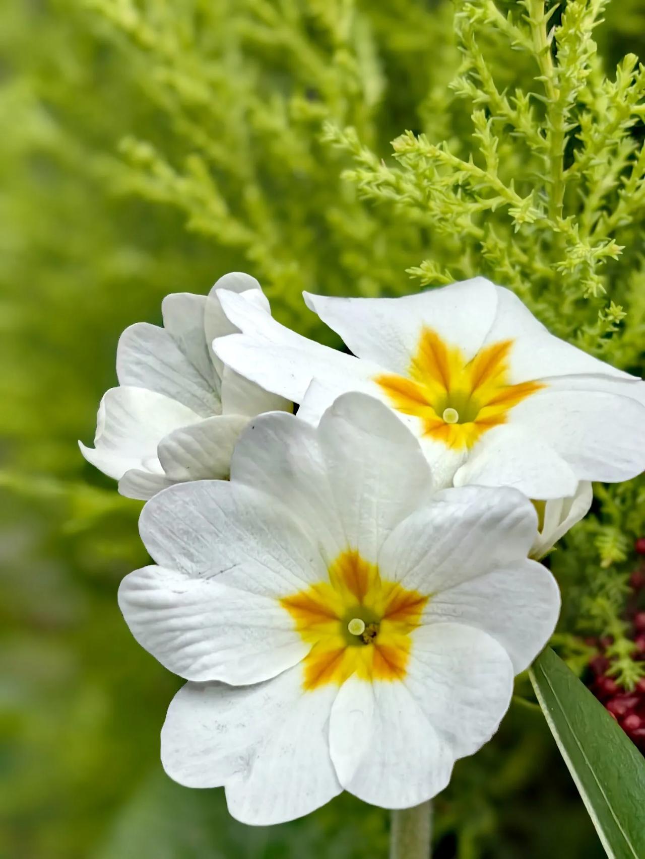 分享漂亮的花花草樱草报春花，元宵更灿烂。