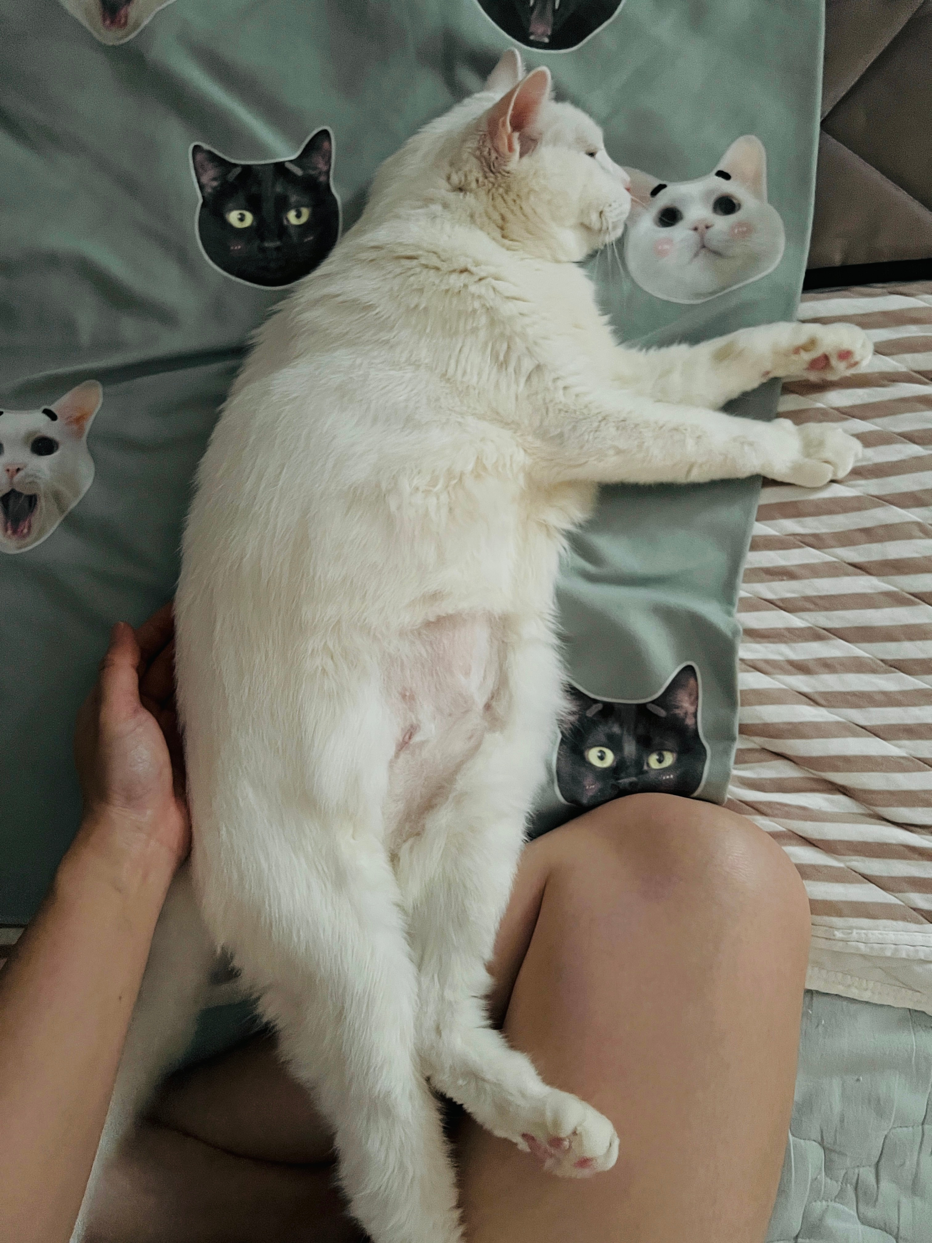 兩條喵喵虫😌 ​​​