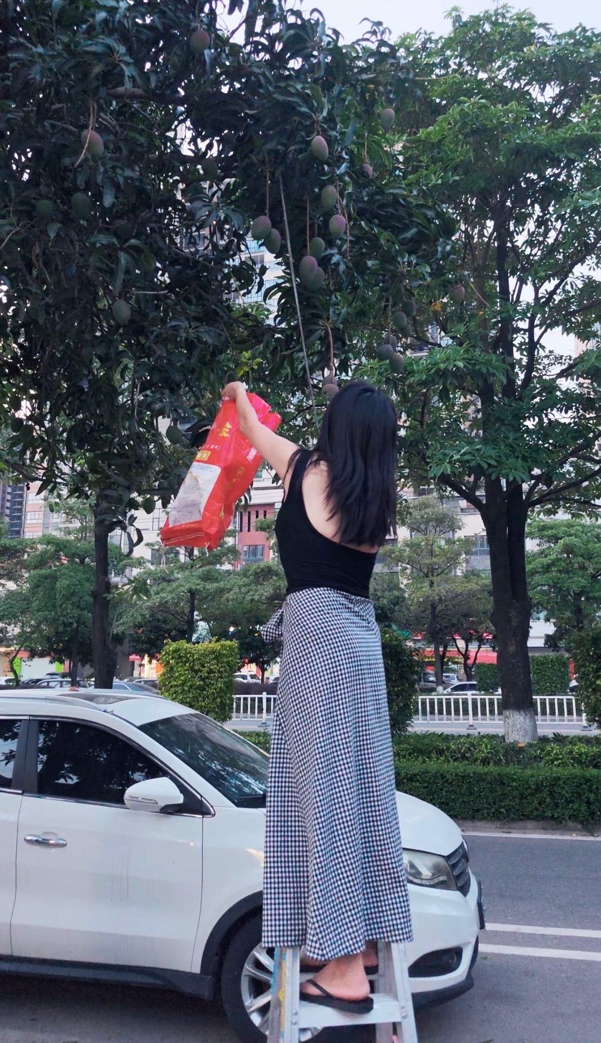 5月28日，玉林北流女子站着梯子上摘路边的芒果。路边的绿化水果不要吃喔！ 玉林