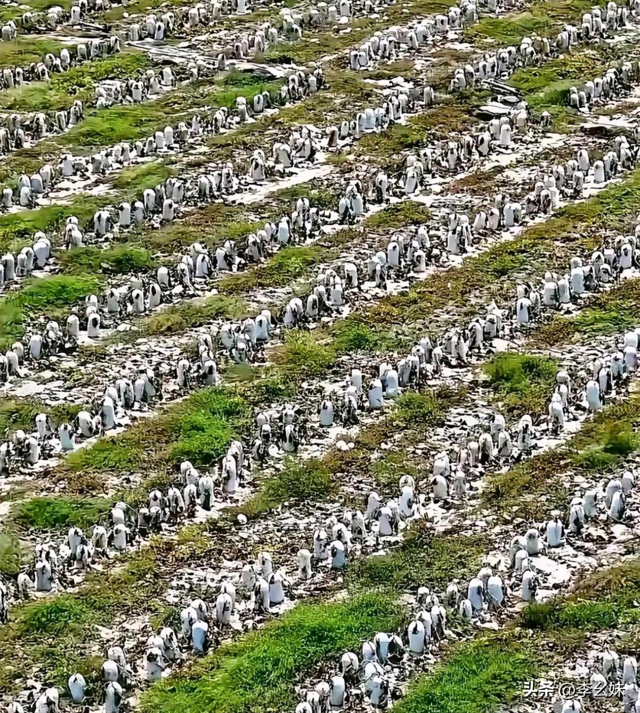 看了100眼没看出来是啥