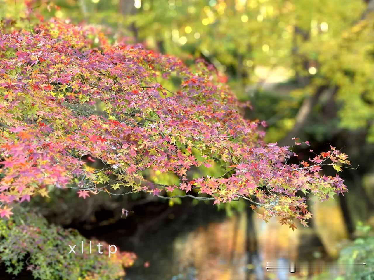 摄影爱好者打卡地：中山植物园红枫岗（原创）
位于中山植物园的红枫岗，占地面积大约