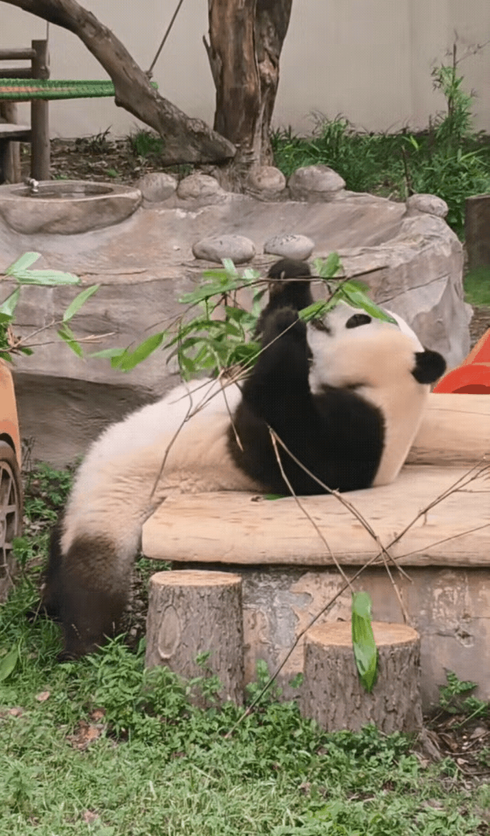 莽小五的身姿是不是太过妖娆？他是怎么把自己折叠成这个样子的？不得不说，莽小五的柔