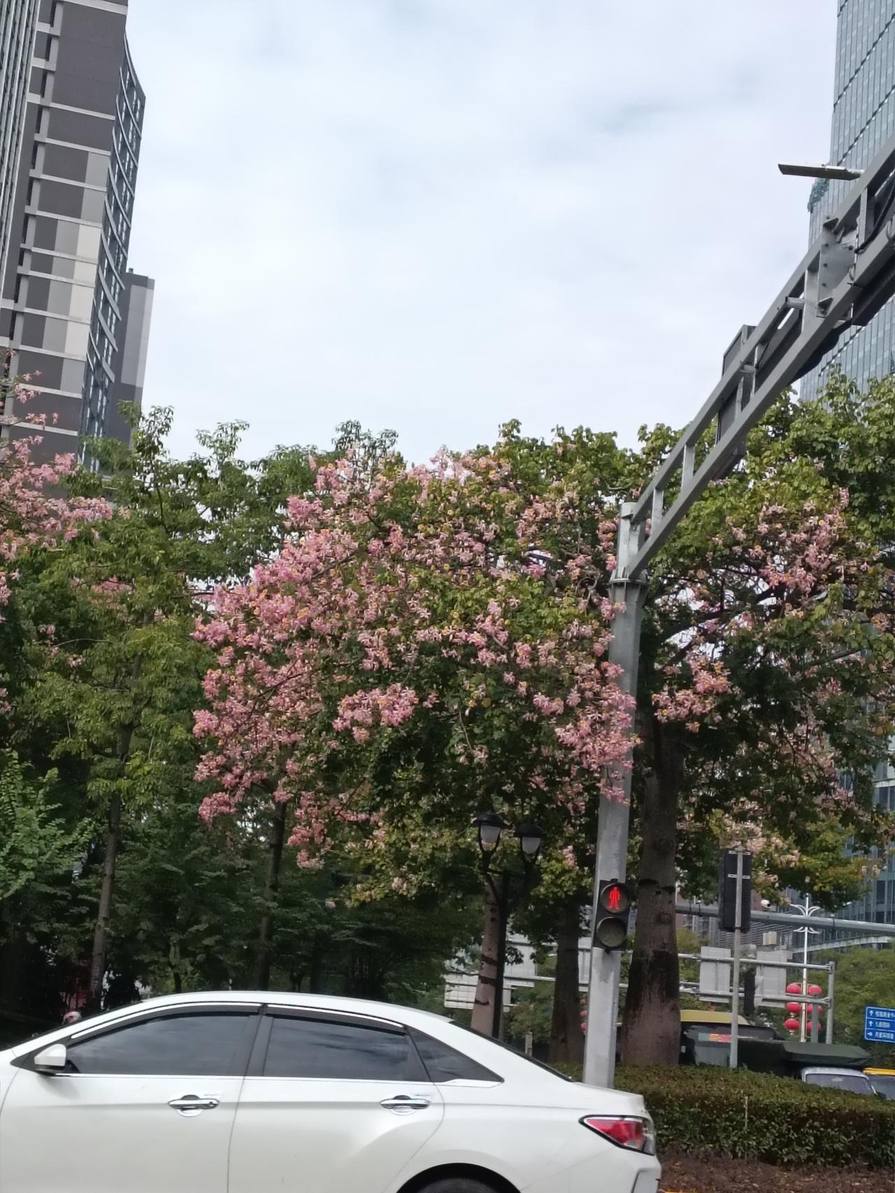 救命！在城里居然撞见了“粉色瀑布”！😭
 
今天等红灯一抬头，直接被这树花美懵