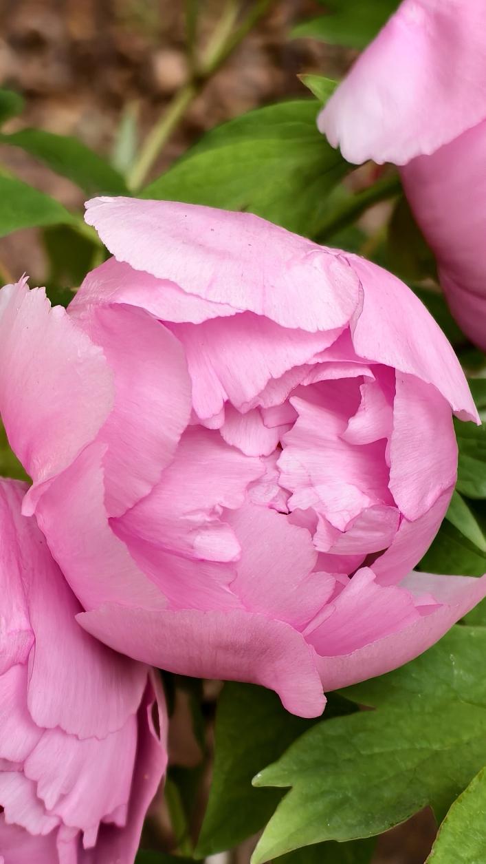 四月，被誉为“国色天香”的牡丹花“盛装登场”！