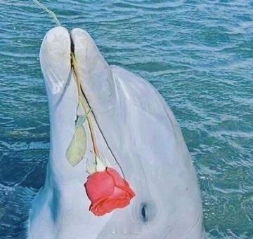 转发这只幸运海豚🐬接连不断的好事，都会找到你 