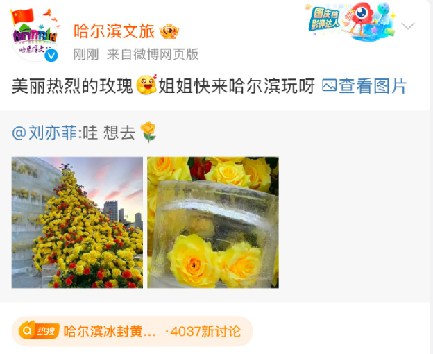 哈尔滨文旅喊话刘亦菲来玩  哈尔滨有冰封黄玫瑰在呀！回复美丽热烈的玫瑰[哇]姐姐