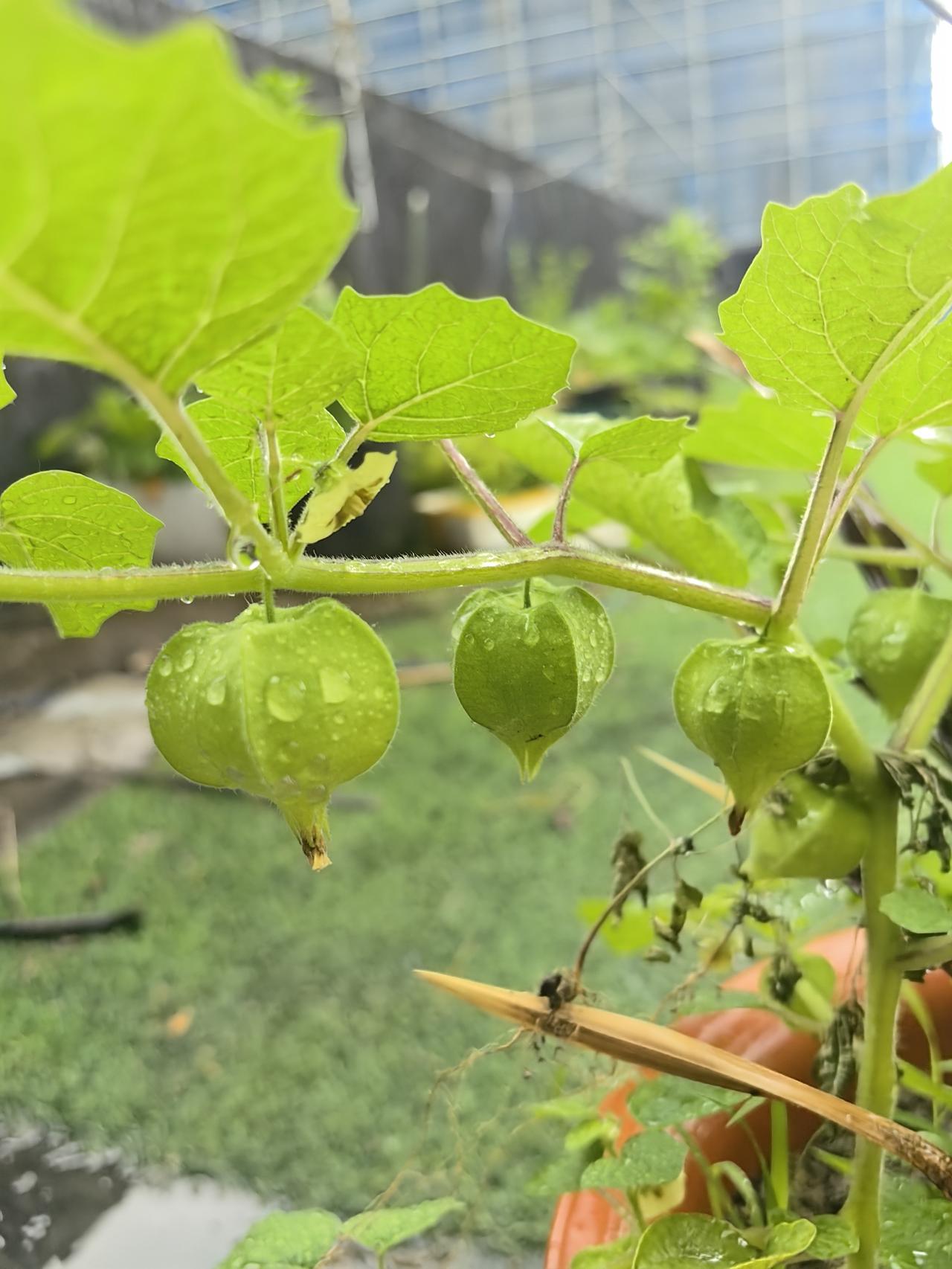 去年种了十几棵灯笼果，但是到最后发现这个果实的口感不是太好，今年就不打算种了。谁