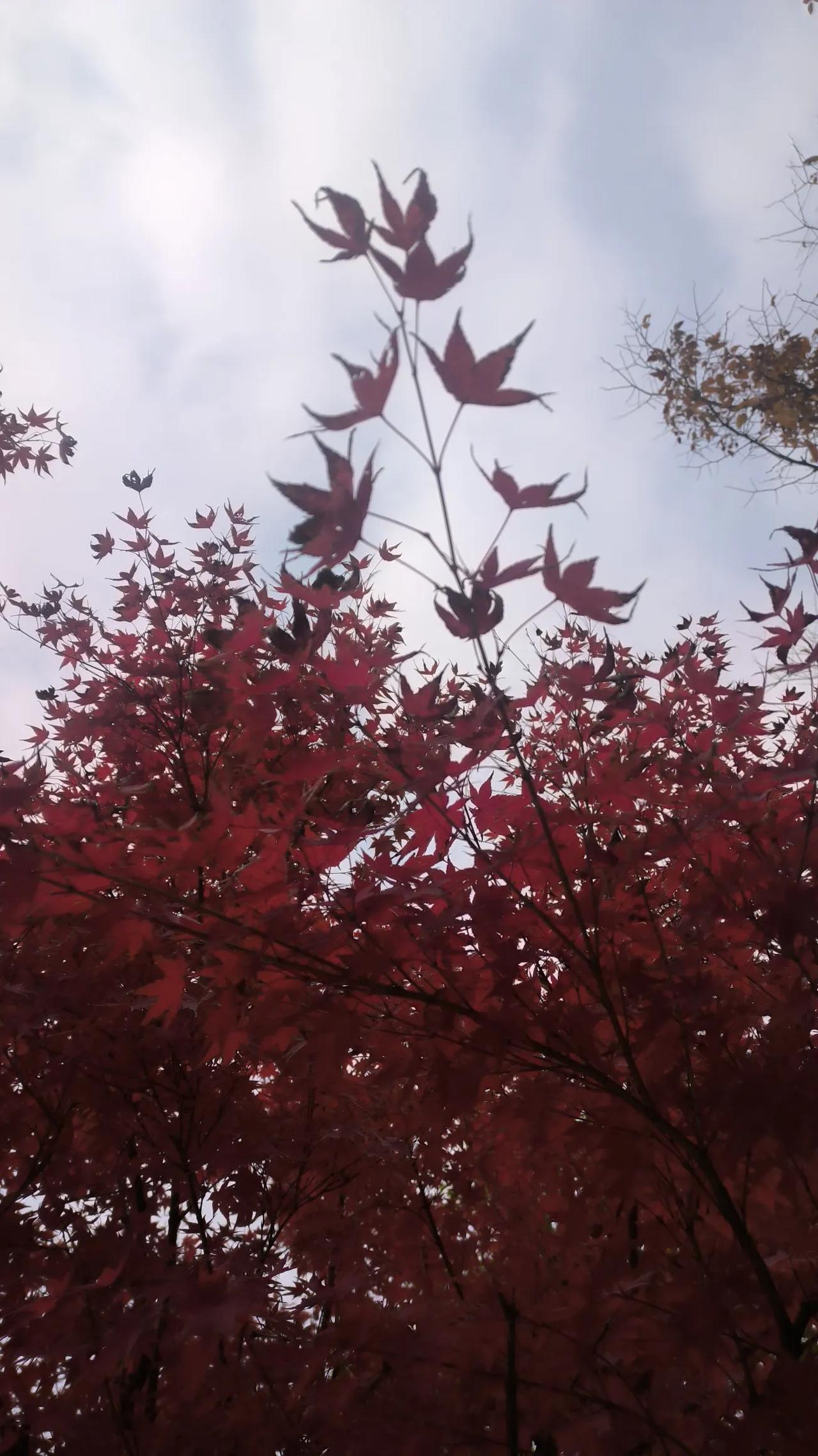 每年初冬季节，厂区内一颗红枫，屹立在一片绿色的世界里，格外的耀眼奔放，那一抹红是