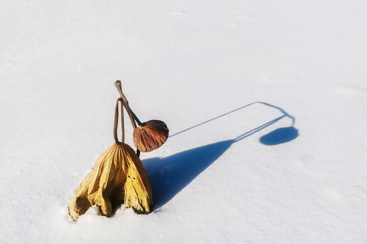 《残荷的完美》
大雪将荷塘抹平成一片素白，隐没了所有冰的痕迹。又似铺开了一卷纯净