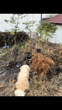 万物皆有灵，近日安徽合肥，女子家养的小狗突然失踪了，找了一天一夜都没有找到，终于