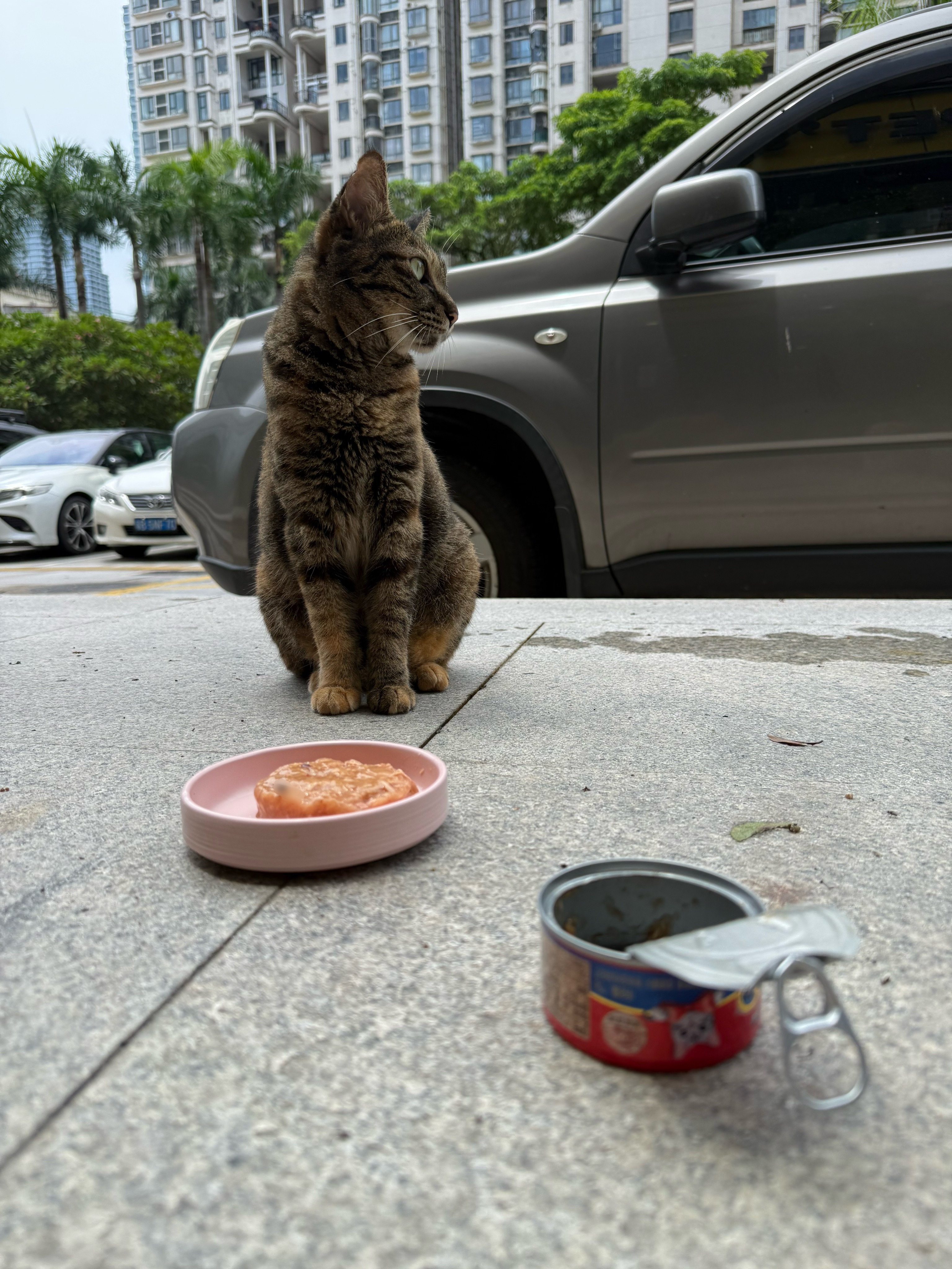 麻雀过来午饭了！流浪猫萌宠