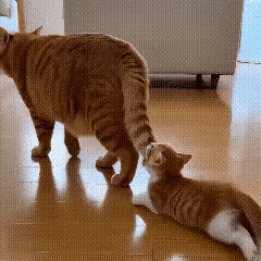 瞧这其乐融融的猫咪一家三口，个个肥头大耳、憨态可掬……调皮小猫崽咬着父亲尾巴撒欢
