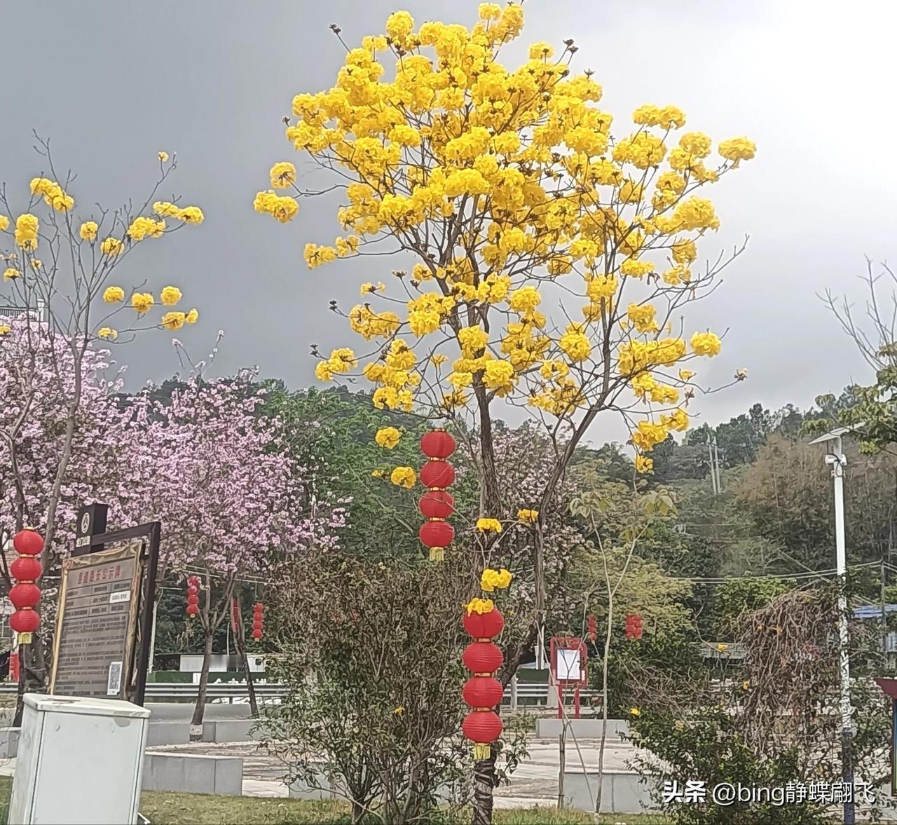 这里，就是我居住的小镇，比以前变得更美了，一树树花儿开了，非常的迷人。
风景