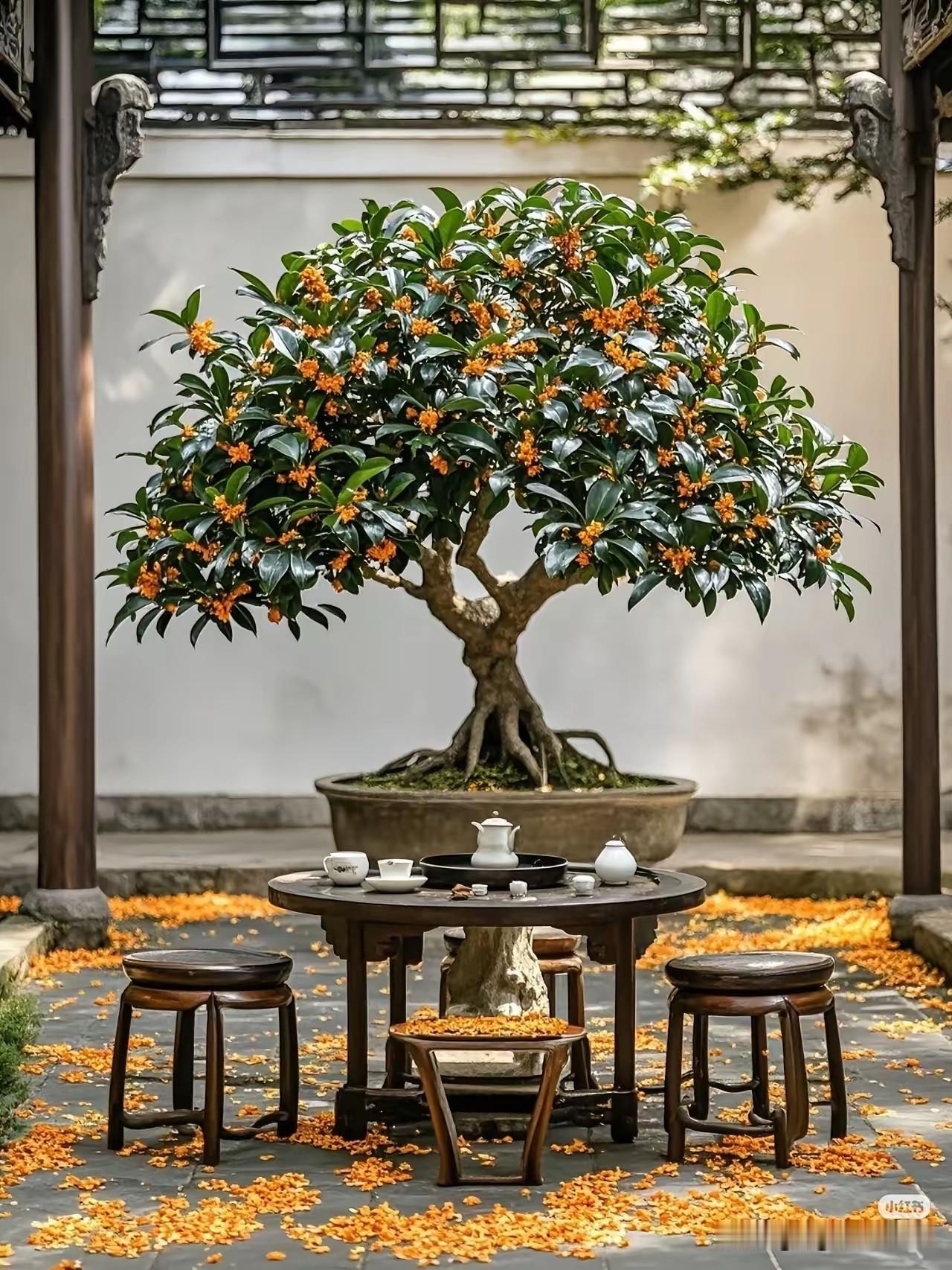 园林盆景打卡自从喜欢上了盆景，仿佛一夜之间魔怔了一样，看到什么树都想到能不能做盆