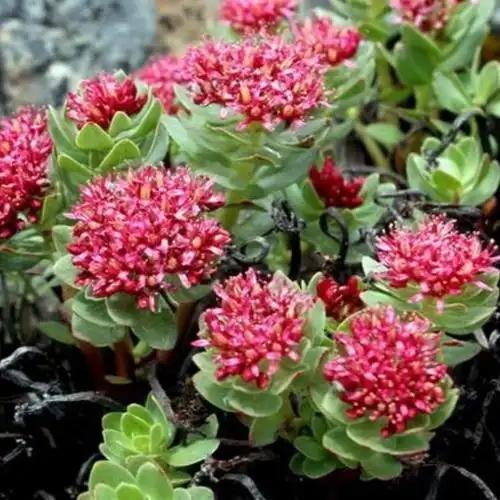 ‌‌李可“肾十味”组方原理：四维协同，补精强骨，固本培元‌
✅在“肾四味”（菟丝