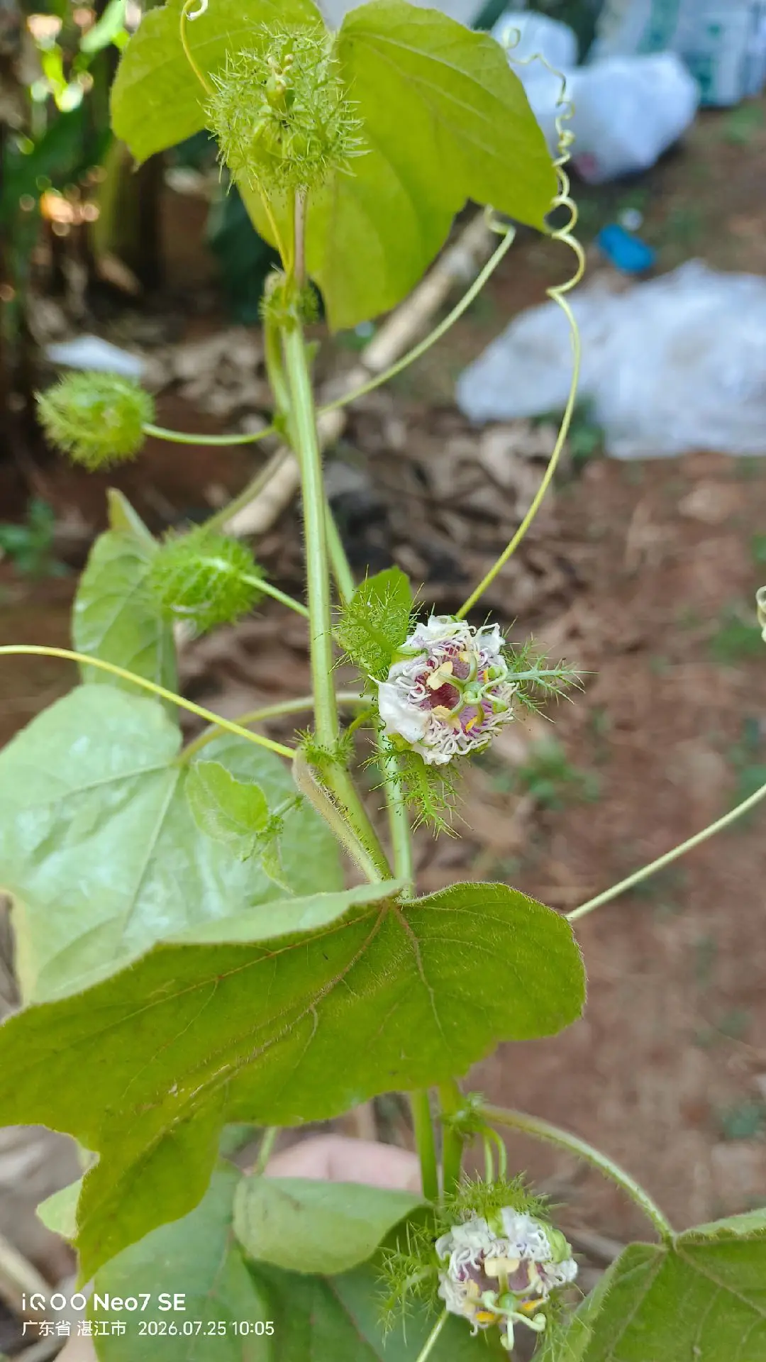 自然生长的植物