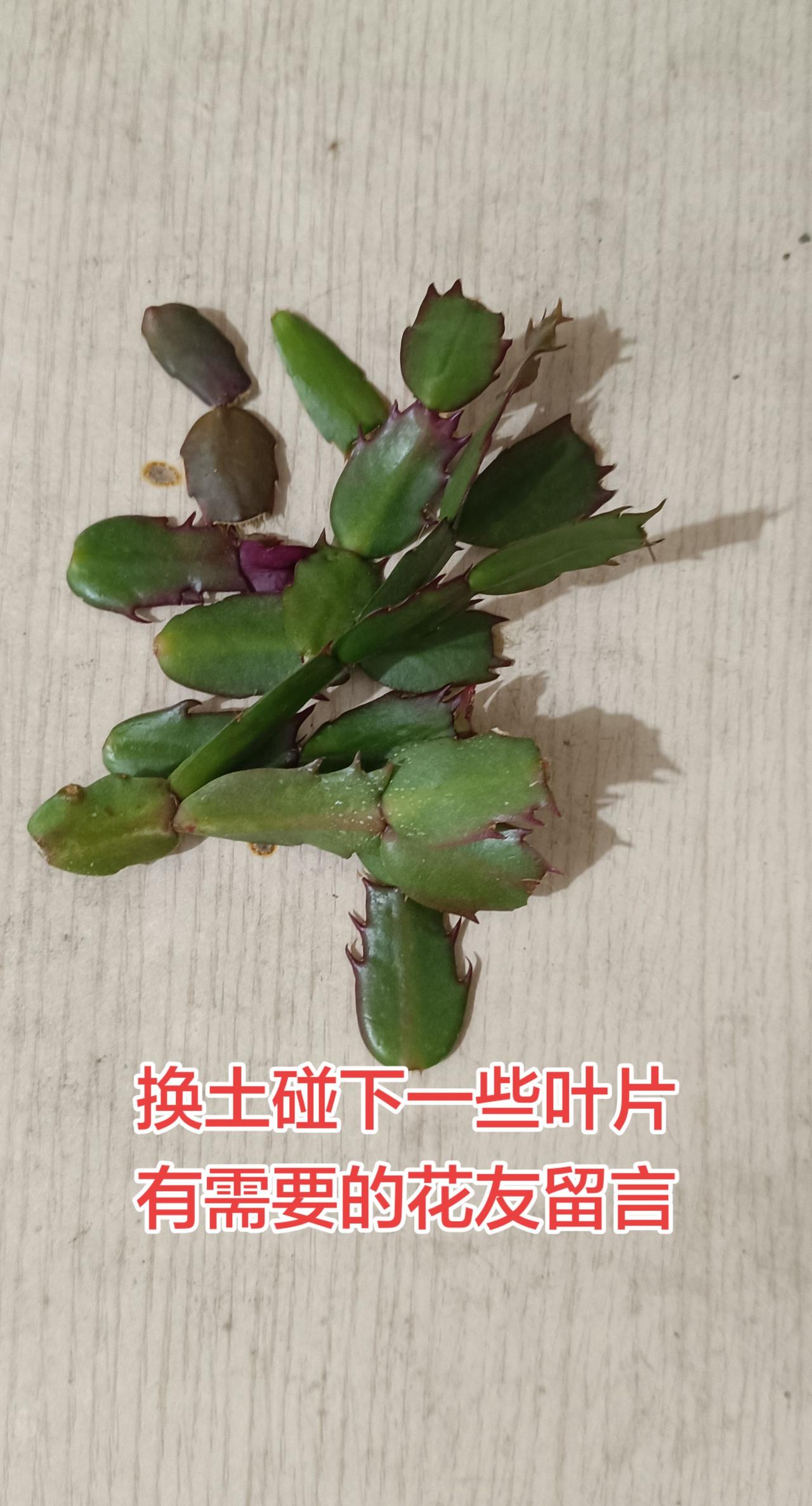 换土碰下一些叶片，有需要的花友留言