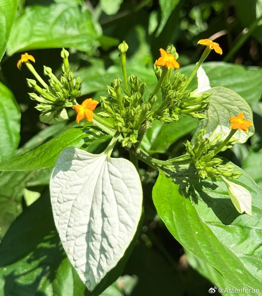 ～365植物心语～ 🌿✨📅 0️⃣7️⃣月0️⃣7️⃣日今日植物：玉叶金花（