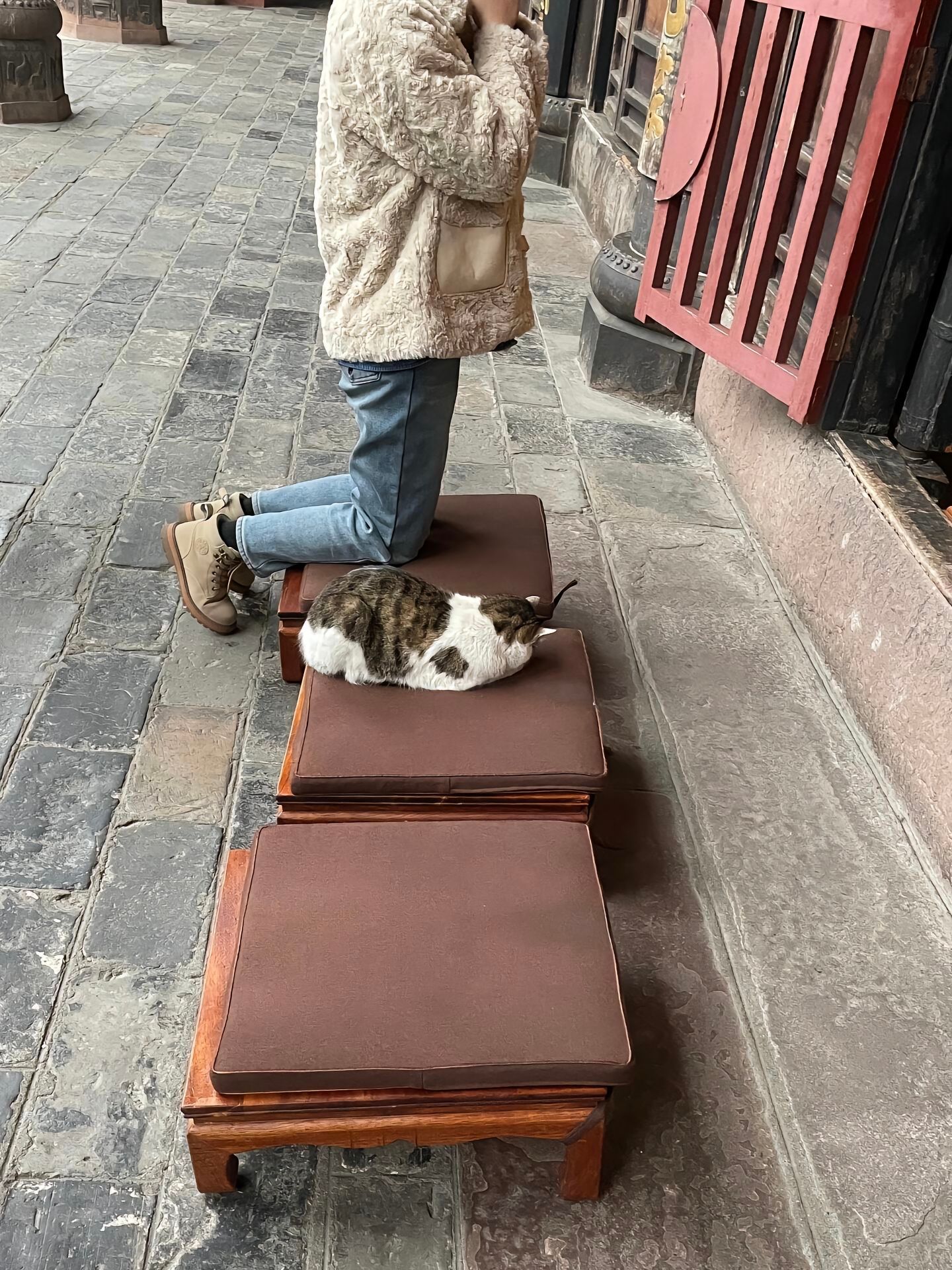 猫咪拜佛被大爷驱赶哈哈哈 ​​​