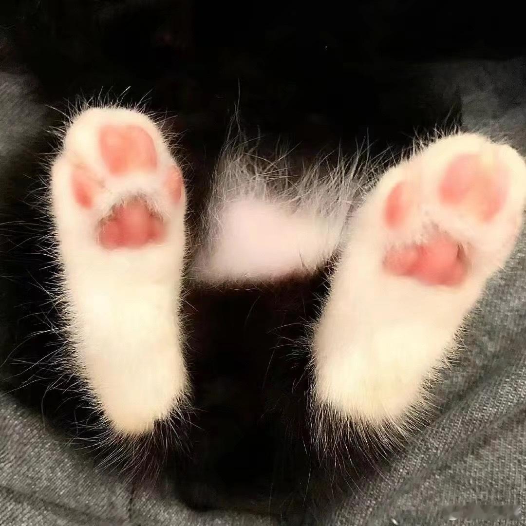 奶牛猫积累 