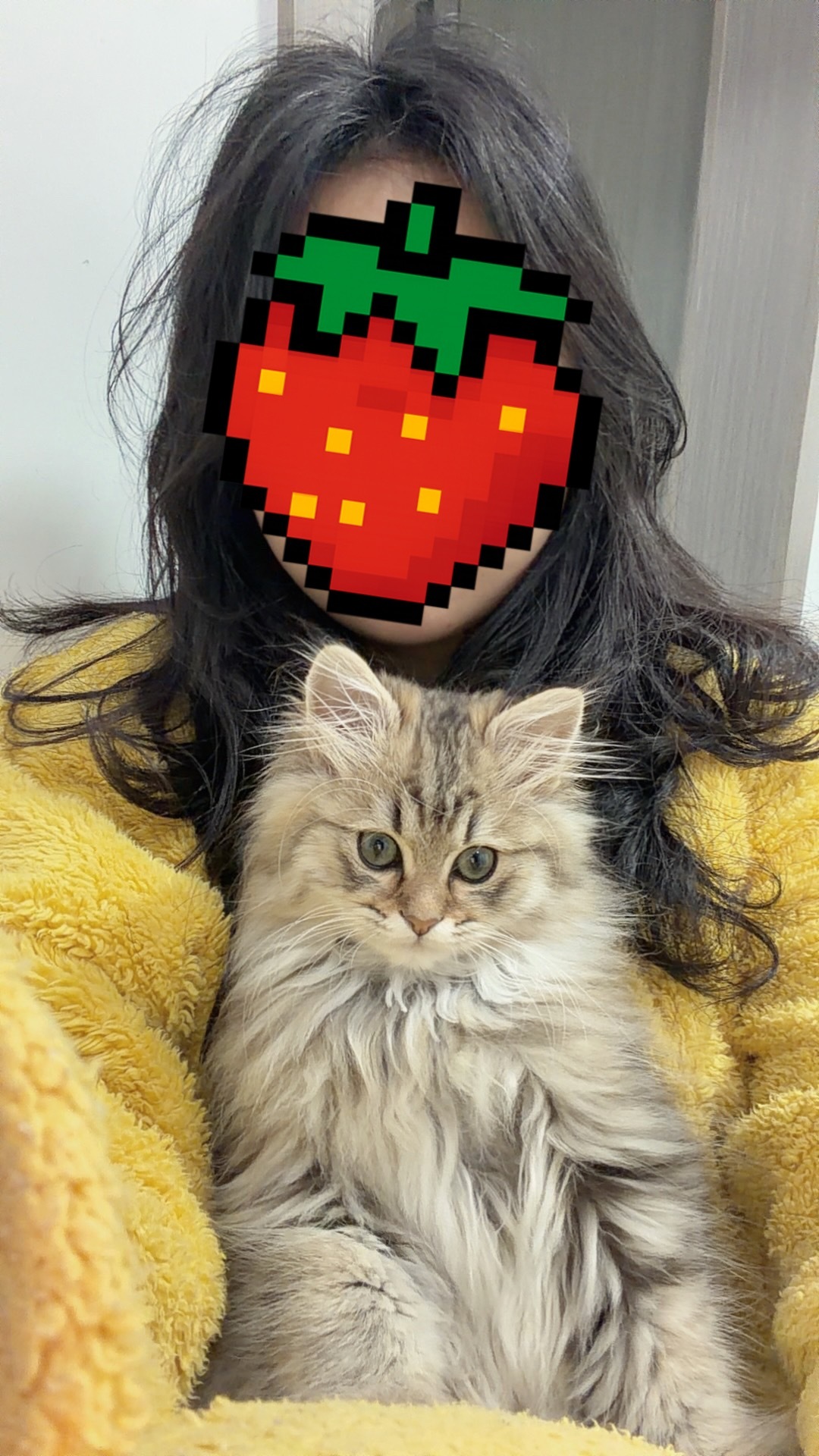 最近的肥猪醋醋
