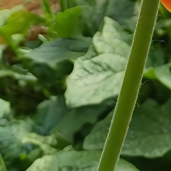 种植 🌻扶郎花繁殖方法一、播种繁殖（1）种子选择与准备选择健康、饱满的种子。因