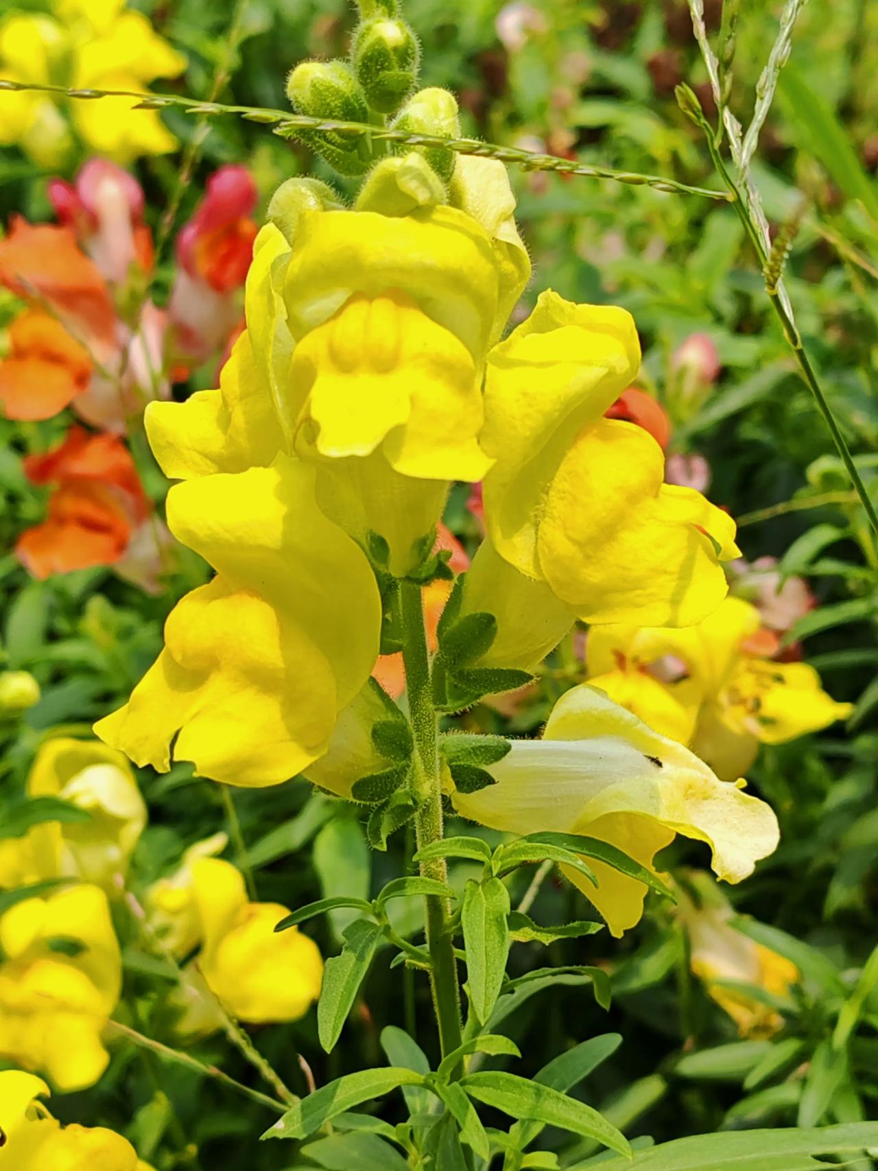 娇艳欲滴 
在阳光下灿烂的肆无忌惮