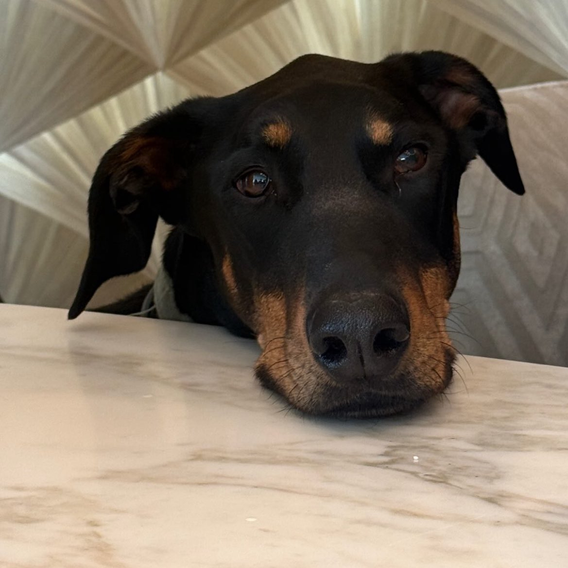 今天竟然是辣舞的生日？哈哈哈哈~ 