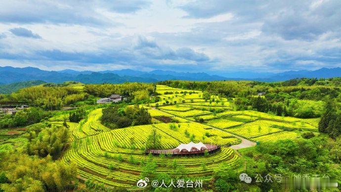 科技加持台州这片金叶闯出上亿价值 从"中黄1号"全国推广超15万亩，到浙江大学联